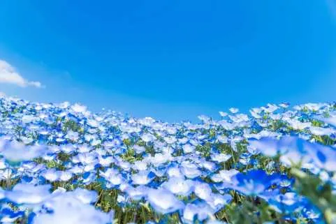 [Guaranteed Departure for 1] Ibaraki Flower Sightseeing & Shopping 1-Day Tour 