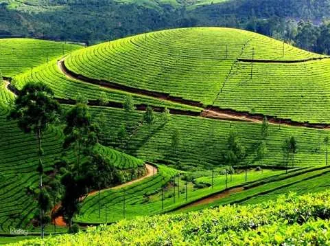 Trekking Day Tour | Explore Thai Nguyen - The Land Of Tea - With Detailed Guide To Vietnamese Traditional Tea Harvest (English/Vietnamese/Chinese/Korean/Japanese Tour Guide)