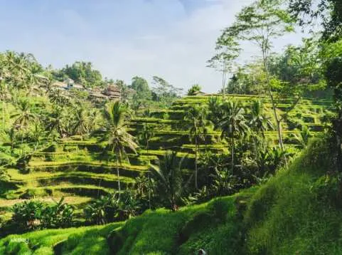 Bali Cultural Highlights Tour: Tegalalang Rice Terrace, Kumulilir Coffee & Swing, Grand Puncak Sari Restaurant, Tirta Empul & Tegenungan Waterfall | Indonesia